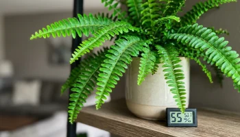 Jak rośliny i psy wpływają na powietrze w Twoim domu? Cała prawda o domowych zanieczyszczeniach