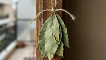 Liście laurowe na balkonie: prosty trik, który odmieni Twój dom