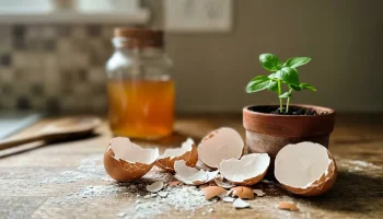 Masz w kuchni prawdziwy skarb, a pewnie go wyrzucasz. Jak wykorzystać skorupki jaj?