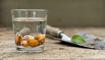 Moczenie nasion w occie: po co to robić i dlaczego warto to stosować?